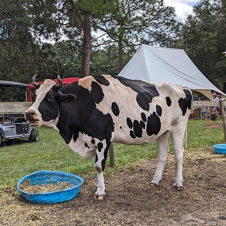 Rooterville Animal Sanctuary Melrose Buitenkant foto