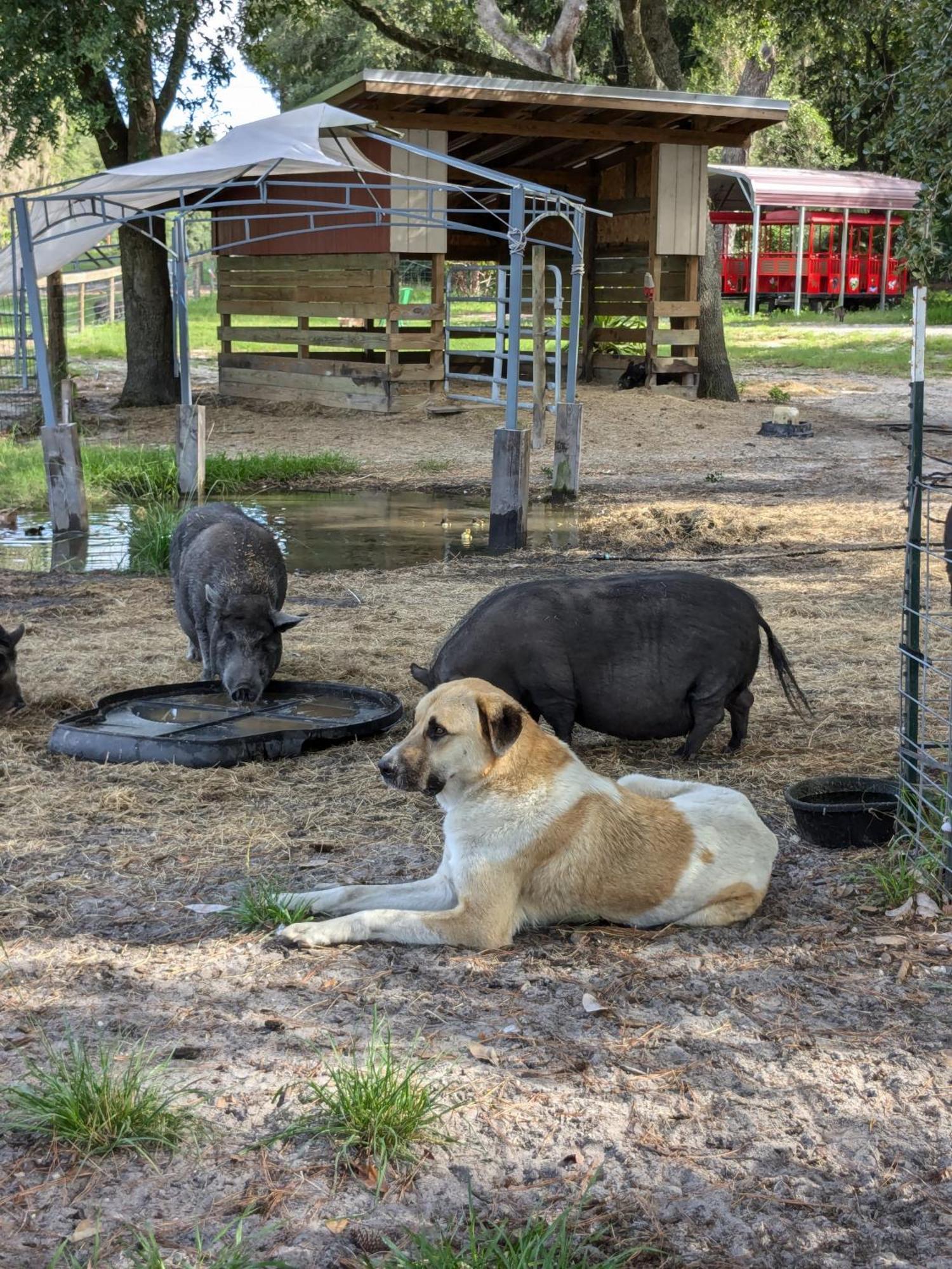 Rooterville Animal Sanctuary Melrose Buitenkant foto