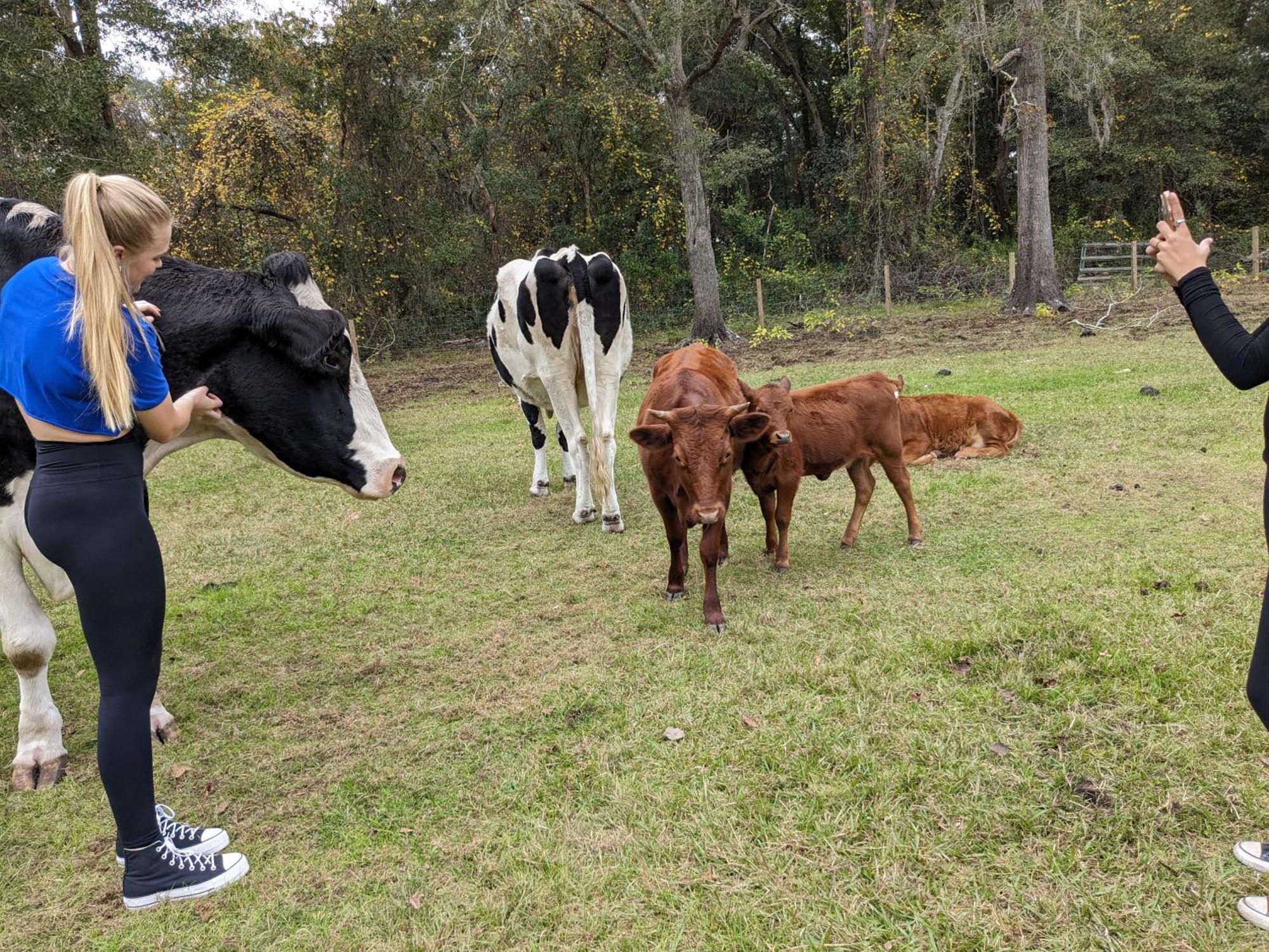 Rooterville Animal Sanctuary Melrose Buitenkant foto